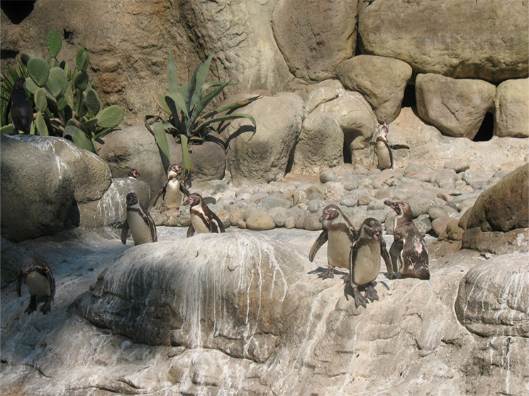 Penguins in Barcelona zoo