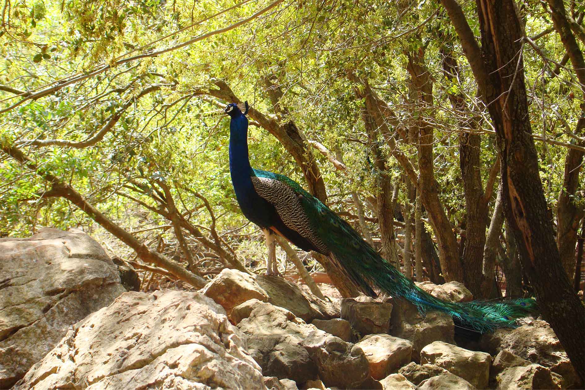 Peacock in Monkey forest
