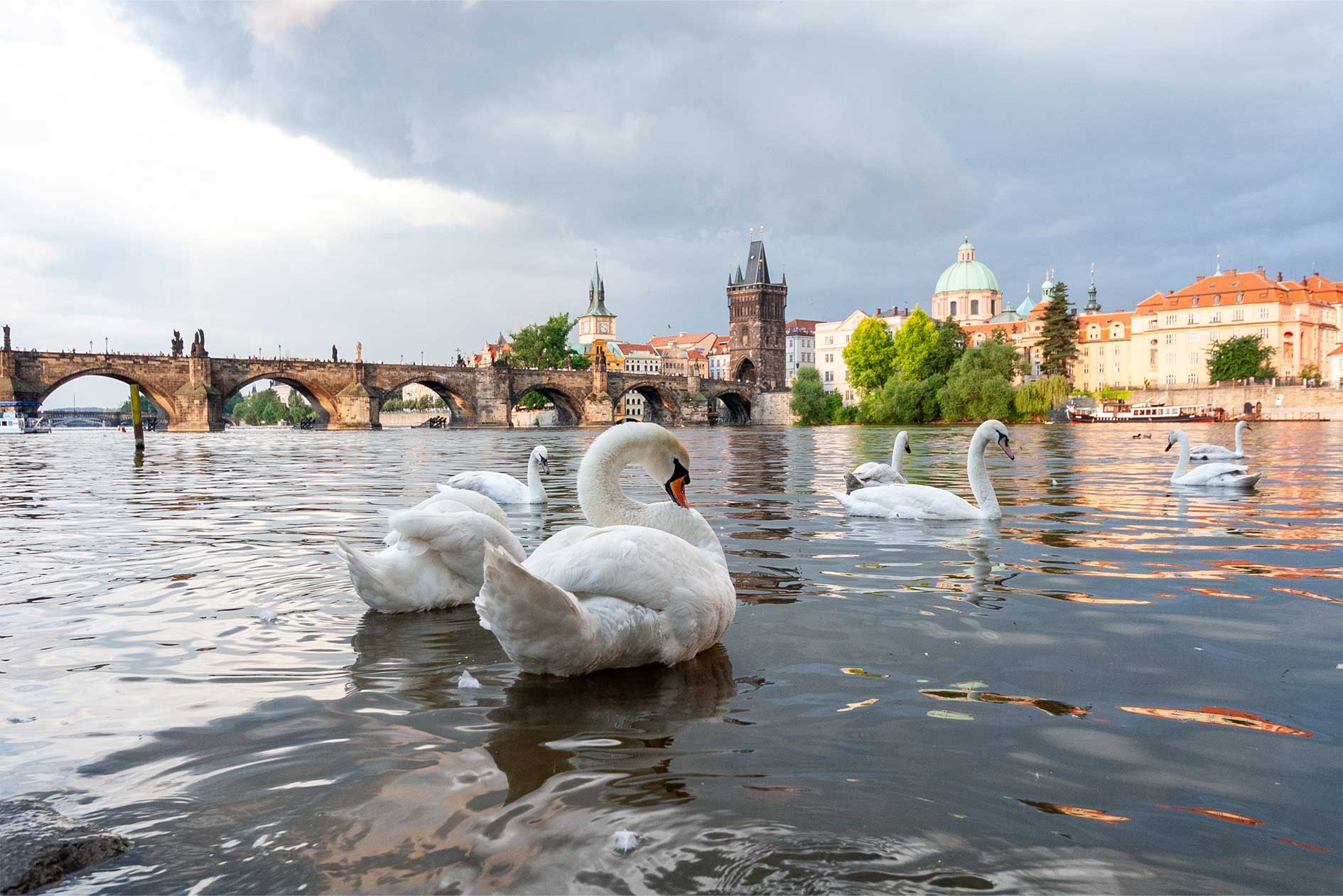 Swans on the Vltava river in Prague