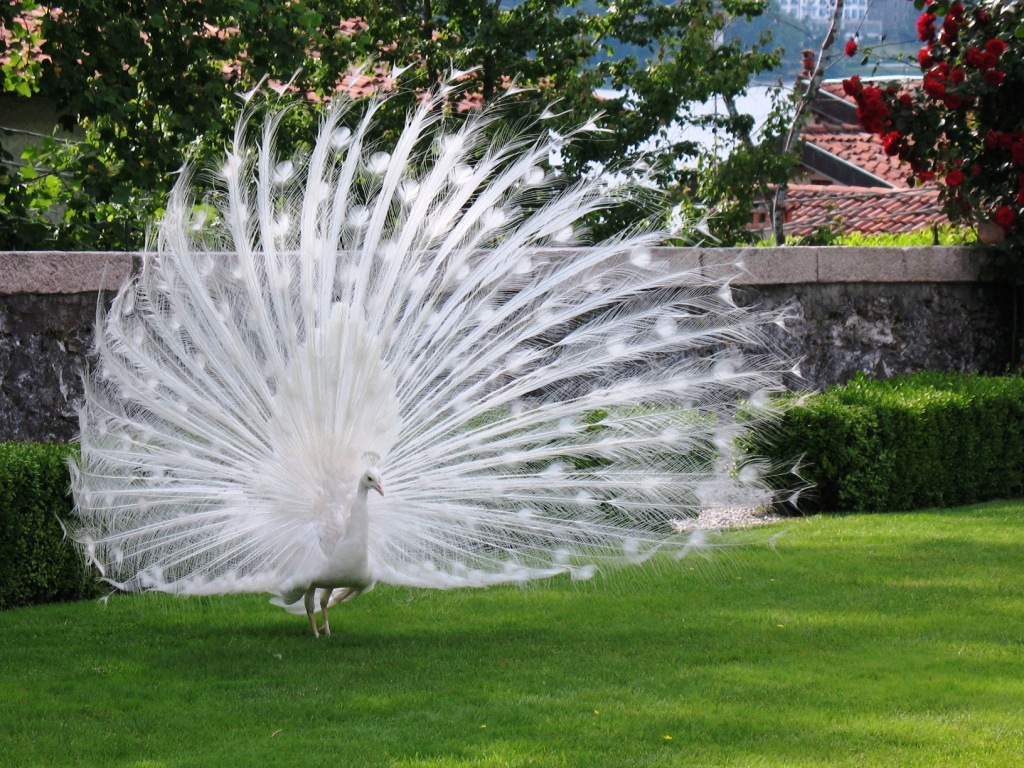 Peacock with open tail
