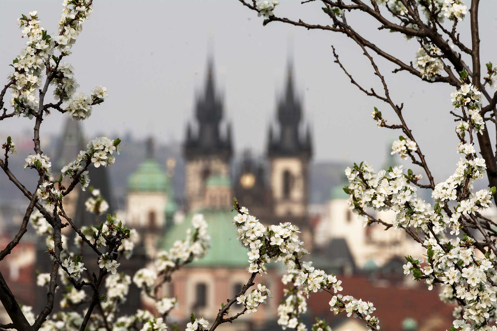 Spring blossom in Prague