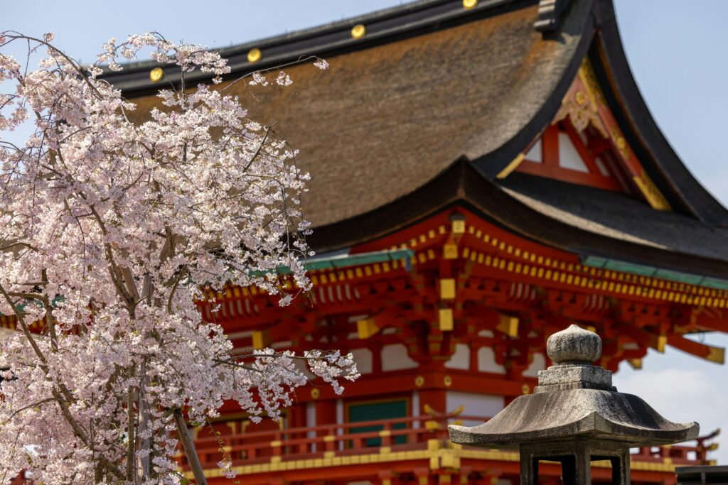 Cherry blossoms in Kyoto, Japan