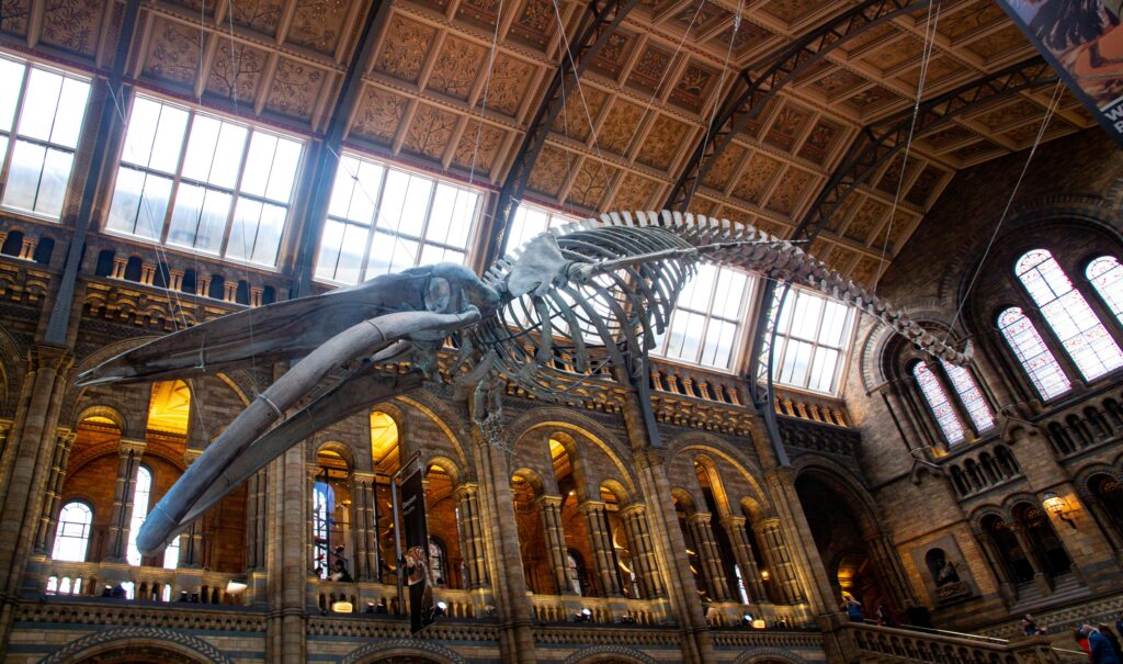 The Natural History Museum