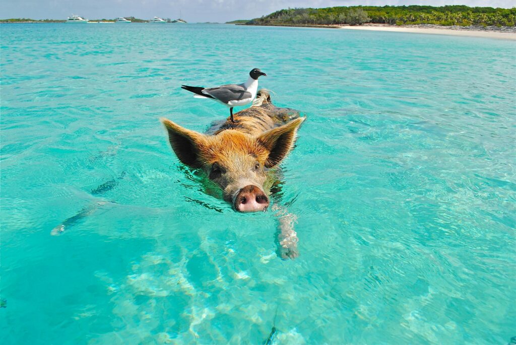 Swimming pigs in Exuma, Bahamas