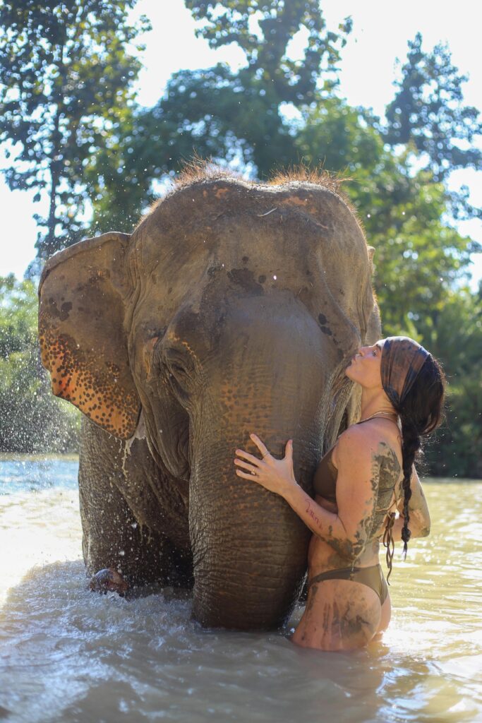 Elephant sanctuary in Chiang Mai Thailand